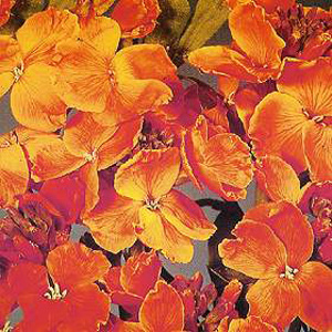 Unbranded Wallflower Orange Bedder Seeds