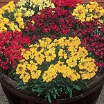 Unbranded Wallflower Prince Mixed Easiplants 479721.htm