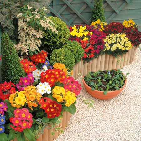 Unbranded Wallflower Prince Mixed Plants Pack of 20