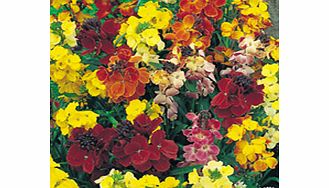 Unbranded Wallflower Seeds - Mixed