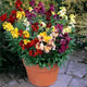 Unbranded Wallflower Sunset - 60 Plug Plants