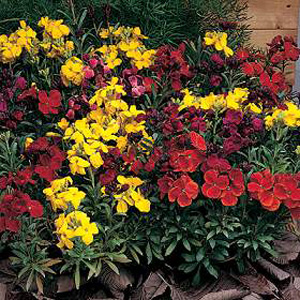 Unbranded Wallflower Tom Thumb Seeds