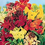 Unbranded Wallflower Treasure Mix F1 Seeds 429241.htm