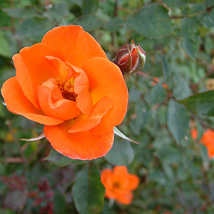 Unbranded Warm Welcome - Climbing Rose