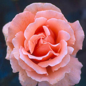 Unbranded Warm Wishes Hybrid Tea Rose (pre-order now)