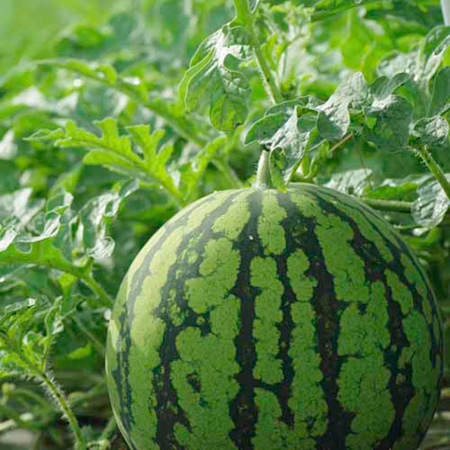 Unbranded Watermelon Grafted Ingrid Pack of 3 Grafted Pot