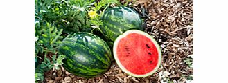 Unbranded Watermelon Grafted Plant - F1 Mini Love