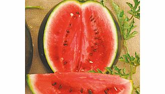 Unbranded Watermelon Rosario F1 Seeds