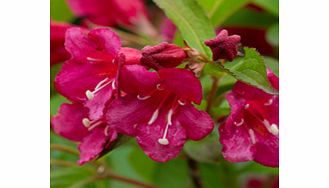 Unbranded Weigela Plant - Bristol Ruby
