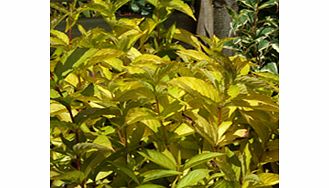 Unbranded Weigela Plant - Rubidor