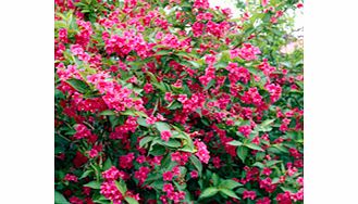 Unbranded Weigela Plants - Bristol Ruby