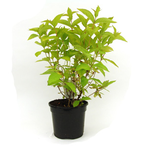 Unbranded Weigela Rubidor - Weigela