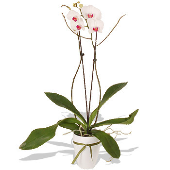 Unbranded White and Pink Twin Branched Phalaenopsis Orchid