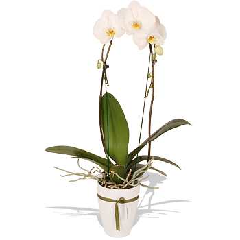 Unbranded White Cascade Phalaenopsis Orchid - flowers