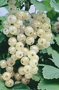 Unbranded White Currant x 5 plants