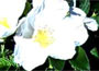 White Hedgehog Rose