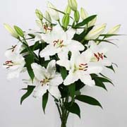 White Lilies