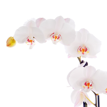 Unbranded White Orchid - flowers