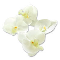 white orchid heads