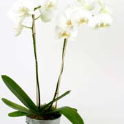 White Orchid