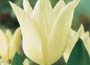 White Tulip Collection