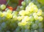 White Wine Grape Vine