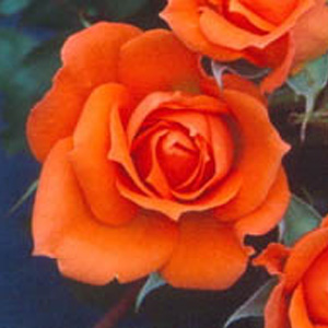Unbranded Wildfire Patio Rose