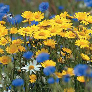 Unbranded Wildflower Corn Marigold Seeds