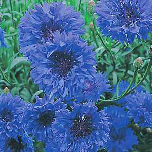 Unbranded Wildflower Cornflower Blue Seeds