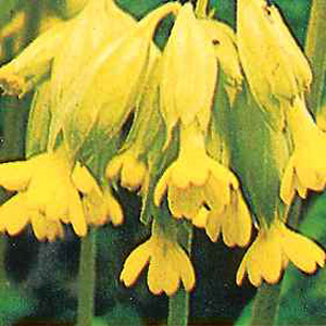 Unbranded Wildflower Cowslips Primula Seeds