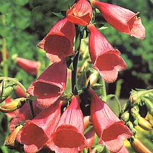 Unbranded Wildflower Foxglove Seeds