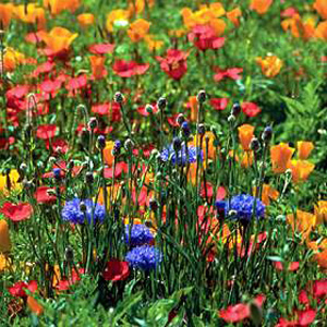 Unbranded Wildflower North American Mix Seeds
