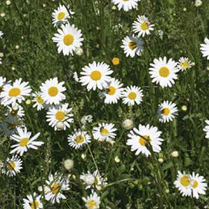 Unbranded Wildflower Oxeye Daisy Seeds