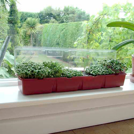 Unbranded Windowsill Salad Seeds Kit