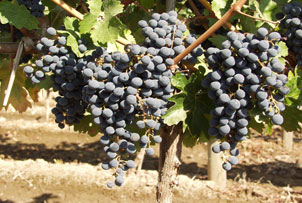 Unbranded Wine Tasting for Beginners