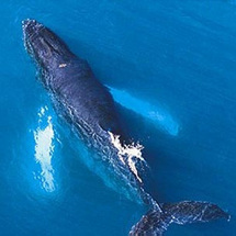 Unbranded Wings Over Whales - Adult