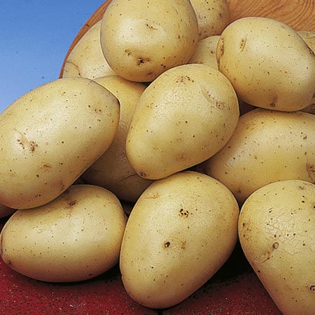 Unbranded Winston Potatoes - 3 kg (First Early) 3 kg