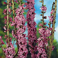 Winter Flowering Shrubs