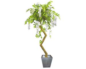 Unbranded Wisteria plant