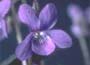 Wood Violet (syn. Viola labradonica var. purpurea)