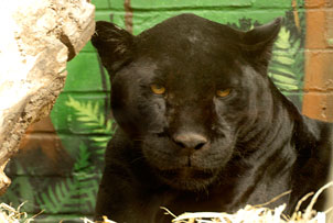 Unbranded World Animal Tour for 4