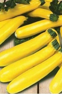 Unbranded Yellow Courgette (5 young plants)