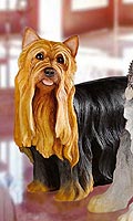 Yorkshire Terrier Standing