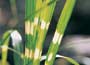 Zebra Grass