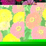 Unbranded Zinnia Dahlia-Flowered Mixed Seeds 423621.htm