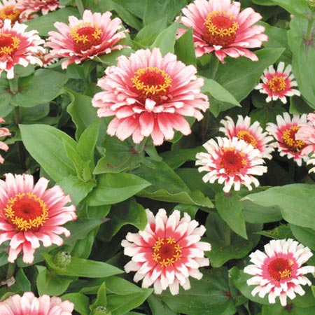 Unbranded Zinnia Moody Pink F1 Seeds 20 Seeds