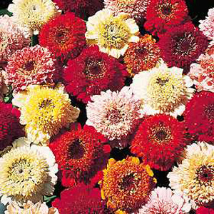 Unbranded Zinnia Scabious Flowered Mixed Seeds