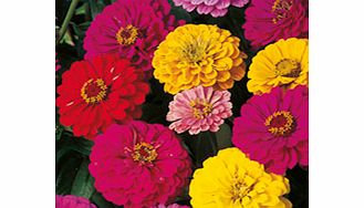 Unbranded Zinnia Seeds - Dahlia-Flowered Mixed