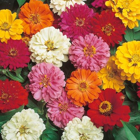 Unbranded Zinnia Short Stuff Mixed Plants Pack of 20