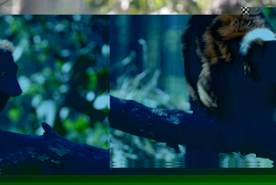 Unbranded Zookeeper for the Day